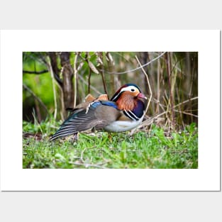 Mandarin Duck II / Swiss Artwork Photography Posters and Art